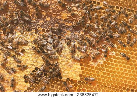 A Family Of Bees Carry Honey In Waxen Honeycombs. Hive Of The Beekeeper.