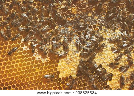A Family Of Bees Carry Honey In Waxen Honeycombs. Hive Of The Beekeeper.