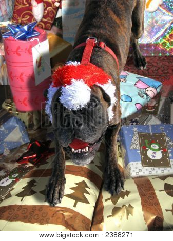 Noel köpek