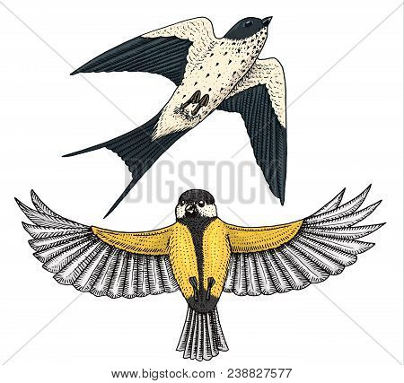 Small Birds Of Barn Swallow Or Martlet And Parus Or Titmouse Or Great Tit In Europe. Exotic Tropical