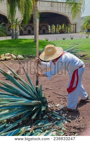 Blue Agave Plant Being Harvested And Cut, Prepared For The Production Of Tequila