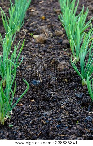Green Young Onion Planted In The Bed And In The Greenhouse 2018