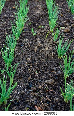 Green Young Onion Planted In The Bed And In The Greenhouse 2018