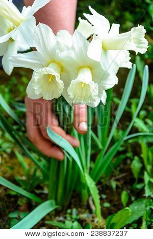 Early Spring Daffodil Flower, Attractive Decorative Plant 2018