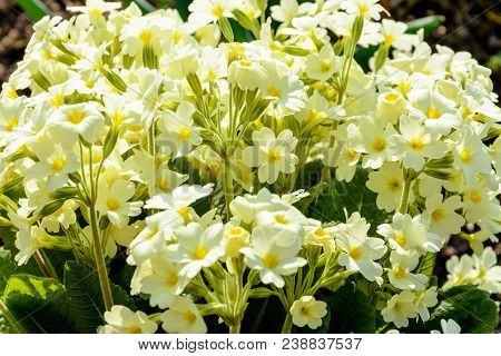Spring Flower Is Primed For Scenery In The Garden 2018