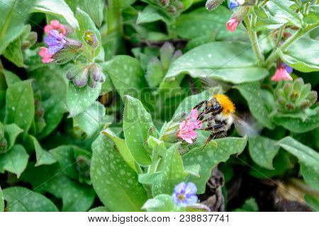 Bumblebee Collects Nectar From Beautiful Spring Flowers 2018