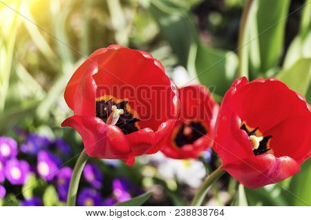 Awakening Of Spring. Very Nice Details In Nature. Three Red Tulips Close Up And Green Grass In The B