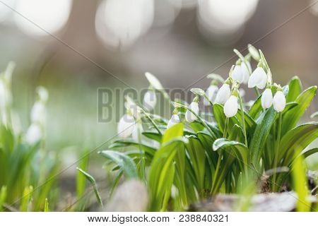 White Blooming Snowdrop Folded Or Galanthus Plicatus. Spring Sunny Day In The Forest.