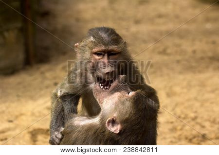 Two Hamadryas Baboon Monkeys Are Playing. Close-up Of Old World Monkeys.