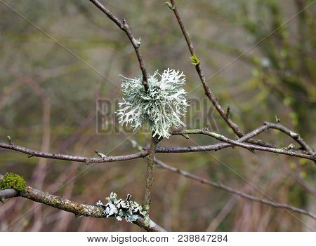 Close Up Of Oak Moss Lichen Growing On A Twig In Woodland