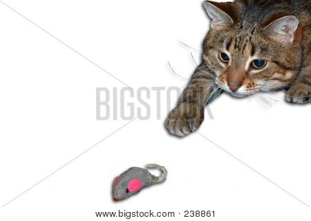 Katz und Maus