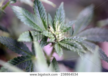 Marijuana plants. Marijuana farming. prop. 64.  Marijuana Flower Close Up. 