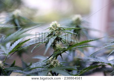 Marijuana plants. Marijuana farming. prop. 64.  Marijuana Flower Close Up. 
