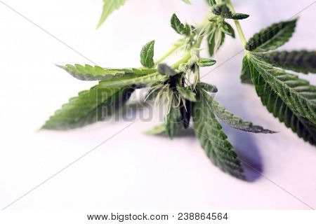 Marijuana plants. Marijuana farming. prop. 64.  Marijuana Flower Close Up. 
