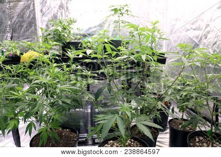 Marijuana plants. Marijuana farming. prop. 64.  Marijuana Flower Close Up. 