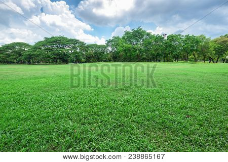 Beautiful Landscape In Park With Green Grass Field.