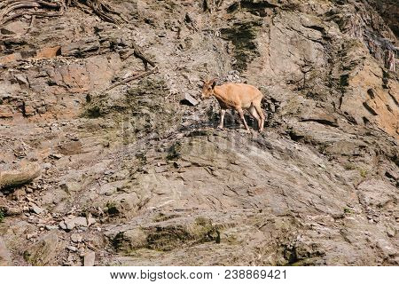 A Young Caucasian Mountain Goat In A Natural Habitat Overcomes The Mountains. Survival Of The Animal