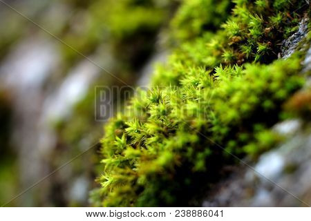 Closeup Of Light Green Moss On The Wet Stone