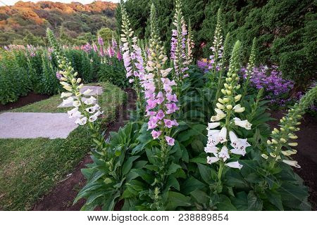 Pink And White Digitalis Or Foxglove Flowers In The Spring Season In The Garden. Summer Nature Backg