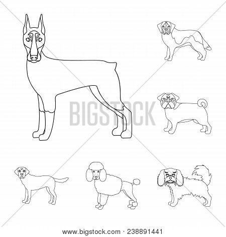 Dog Breeds Outline Icons In Set Collection For Design.dog Pet Vector Symbol Stock  Illustration.
