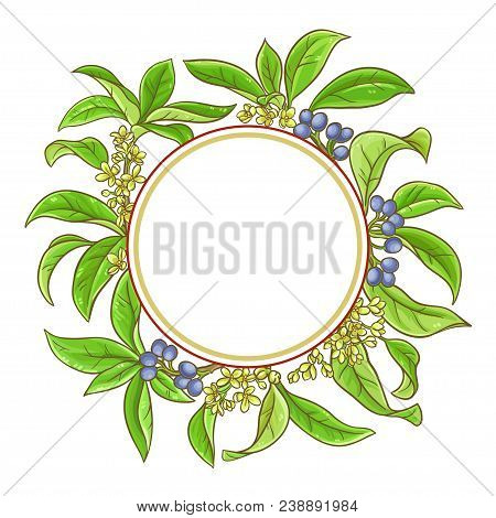 Osmanthus Plant Vector Frame On White Background