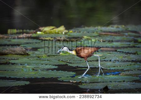 African Jacana In Kruger National Park, South Africa ; Specie Actophilornis Africanus Family Of Jaca