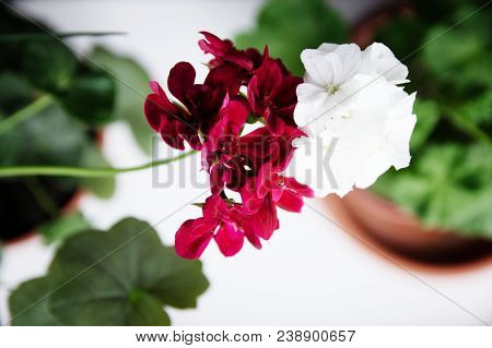 White And Red Couple, Spanish Ivy Geranium With Scarlet Red Flowers And White Common Geranium, Geran