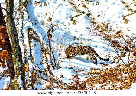 Seaside Leopard, Aggressive Animal Walks On Snowy Ground, Big Beautiful Striped Leopard. Winter