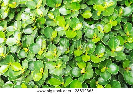Green Leaves Background Of Ficus Annulata Or Banyan Tree.