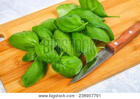 Green Fresh Home Basil, Spicy Herb On A Cutting Board With A Knife On A Gray Concrete Table