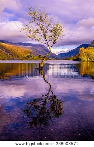 Lone Tree At Llanberis, Snowdonia National Park - Wales, United Kingdom.