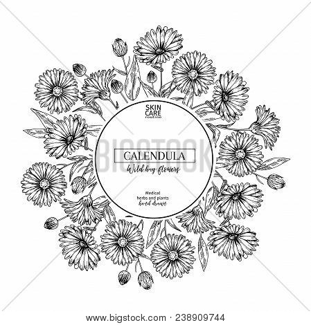 Hand Drawn Wild Hay Flowers. Calendula Flower. Medical Herb. Vintage Engraved Art. Round Composition