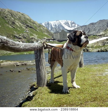 Short-haired St. Bernard Dog Breezy Blizzard Jasmine. In The Background Great St Bernard Hospice And