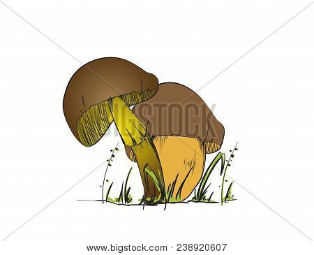 Set Of Forest Mushrooms - Hand Drawn Vector Colorful Sketch. Collection Of Different Mushrooms With