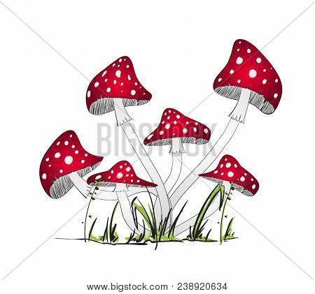 Illustration Of Mushroom On A White Background. Poisonous Mushrooms In The Forest.