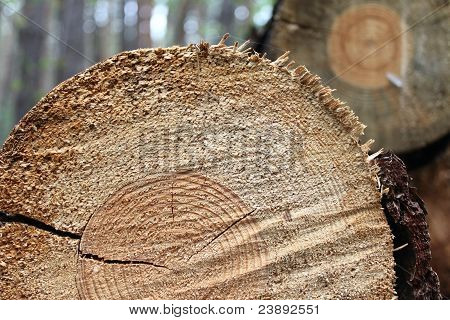 Přihlásit do podzimní borovice lesní
