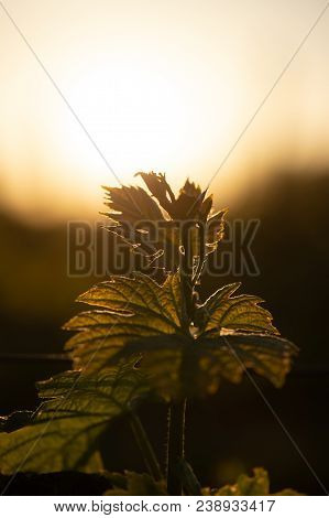 New Bug And Leaves Sprouting At The Beginning Of Spring On A Trellised Vine Growing In Bordeaux Vine