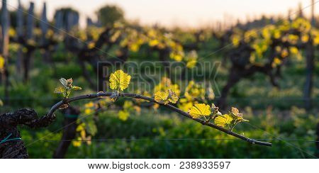 New Bug And Leaves Sprouting At The Beginning Of Spring On A Trellised Vine Growing In Bordeaux Vine