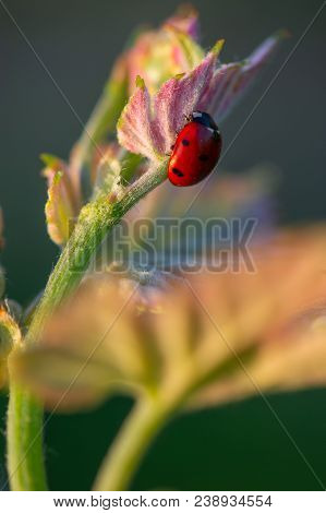 Macro Of A Red Ladybug In Vineyard On Green Wine Leaf Defocused Background