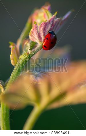 Macro Of A Red Ladybug In Vineyard On Green Wine Leaf Defocused Background