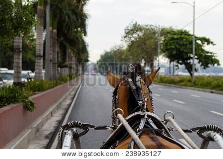 Brown Horse In Coach Harness On Empty Street Of Seaside City. Vintage Coach With Horse. Cute Horse I