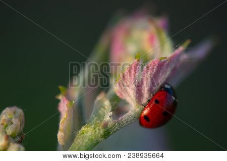 Macro Of A Red Ladybug In Vineyard On Green Wine Leaf Defocused Background