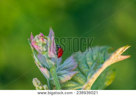 Macro Of A Red Ladybug In Vineyard On Green Wine Leaf Defocused Background