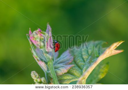 Macro Of A Red Ladybug In Vineyard On Green Wine Leaf Defocused Background