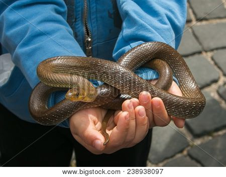 Cocullo, Italy - May 1, 2018: Snake In The Hand Of Child For The Serpari Feast In The Historic Cente