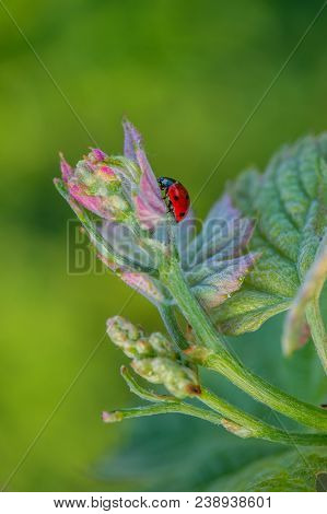 Macro Of A Red Ladybug In Vineyard On Green Wine Leaf Defocused Background