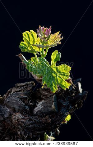 New Bug And Leaves Sprouting At The Beginning Of Spring On A Trellised Vine Growing In Bordeaux Vine