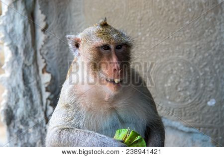 Monkey Eats A Tropical Fruit. Eating Monkey Closeup Photo. Cute Fluffy Chimpanzee With Exotic Fruit.