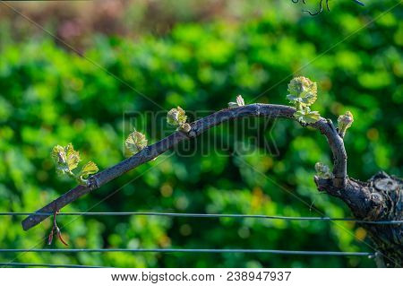 New Bug And Leaves Sprouting At The Beginning Of Spring On A Trellised Vine Growing In Bordeaux Vine