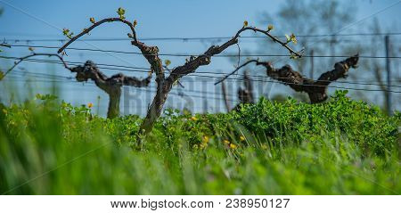 New Bug And Leaves Sprouting At The Beginning Of Spring On A Trellised Vine Growing In Bordeaux Vine